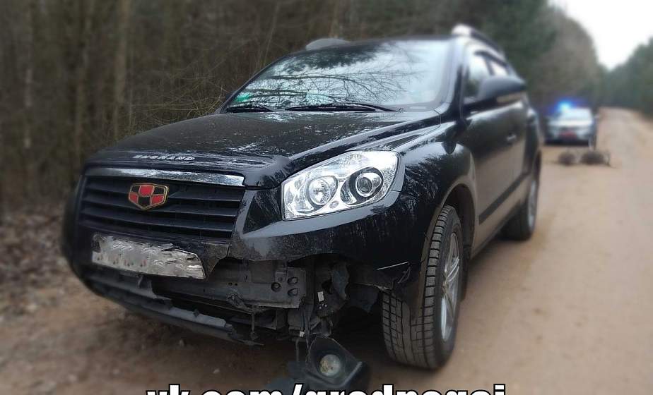 Под Гродно кабан выбежал на дорогу и стал причиной ДТП 