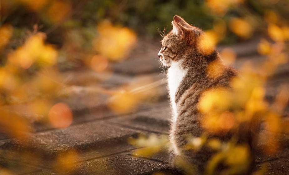 Еще один рекорд. В ноябре температура воздуха превысила норму на 3,3 градуса