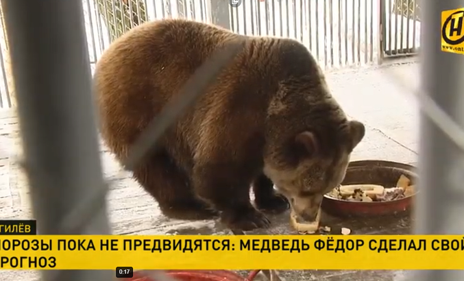 Прогноз медведя Федора: морозов пока не предвидится (+видео)