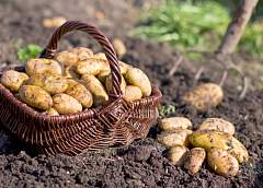 Реально выращивать качественные овощи у себя и не привозить из-за границы