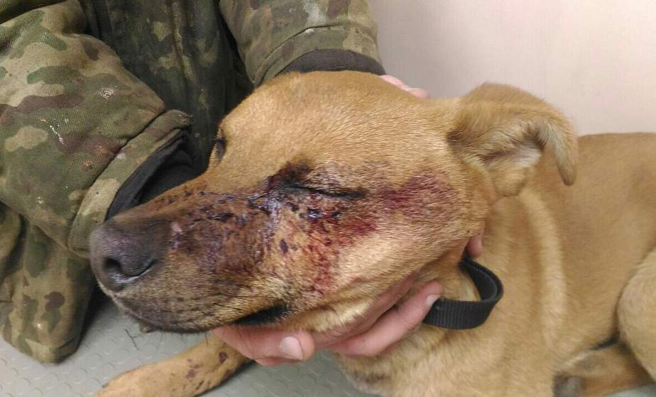 В Гродно  мужчина убил собаку соседа после того, как она его покусала