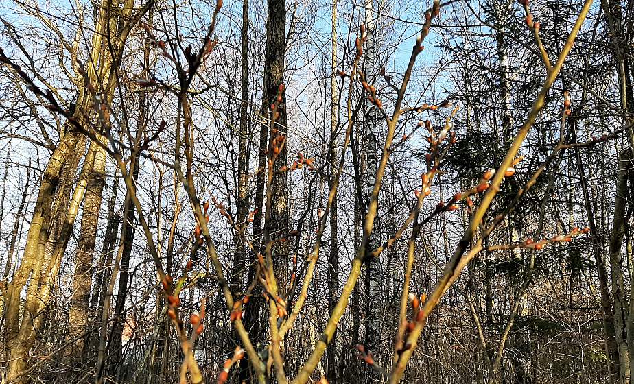 В январе в Гродно распустилась верба