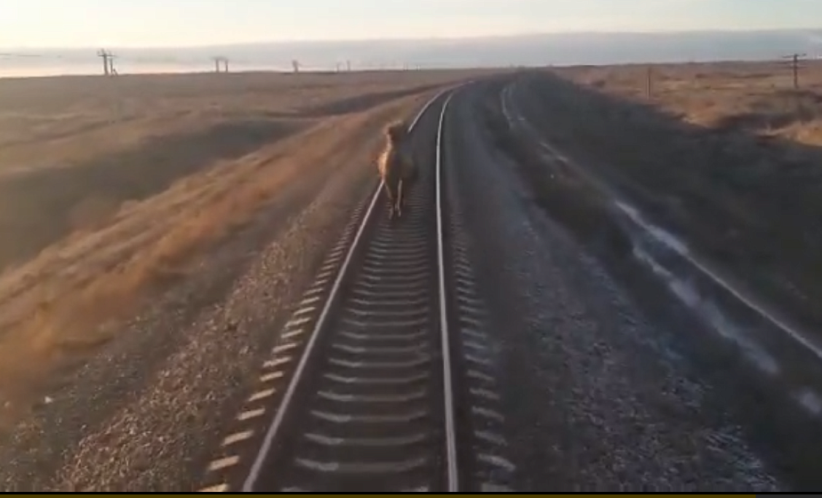 Поезд опоздал на два часа из-за бегущего по шпалам верблюда (+видео)
