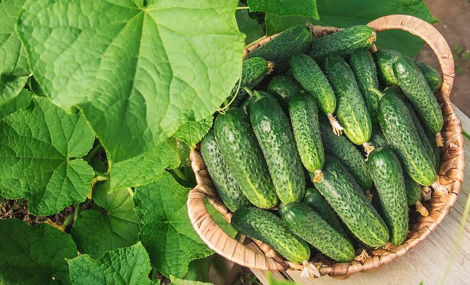Огурцы, перец и яйца подорожали, а подешевела икра. Какие цены были на продукты в декабре?