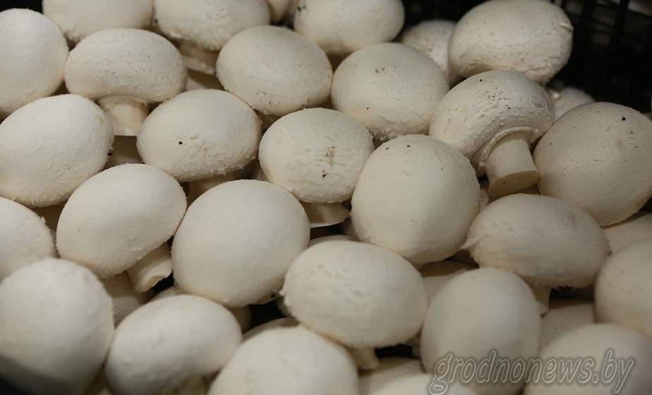 150 рабочих мест откроют на двух фабриках грибов  