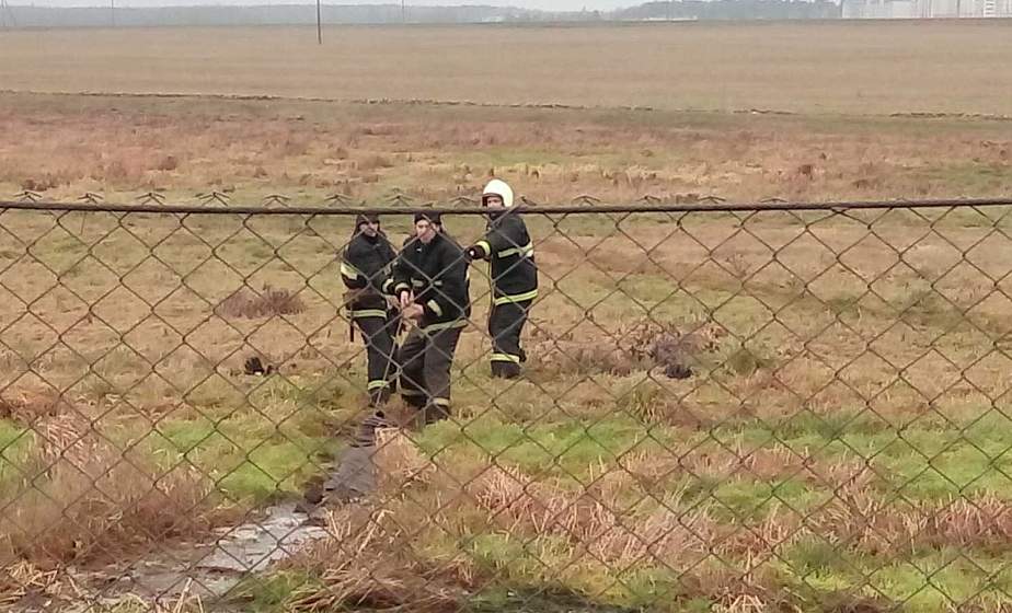 Необычная спасательная операция в Ивьевском районе. МЧС достали из болотной трясины мужчину и теленка (+видео)