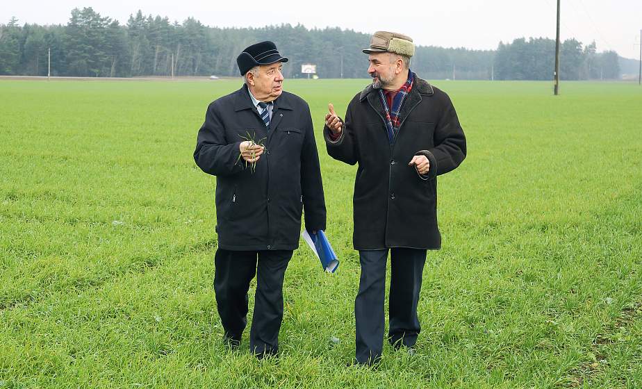 Поля зеленеют в январе? Как сказываются погодные условия на сельхозкультурах