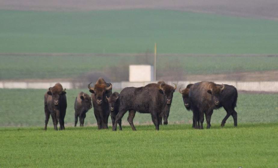  Зубры на марше: более полусотни диких животных заметили в 15 километрах от Гродно