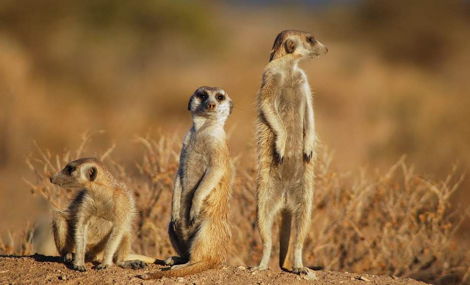 С часовыми на посту. В Гродненском зоопарке показали, как сурикаты готовятся к обеду 