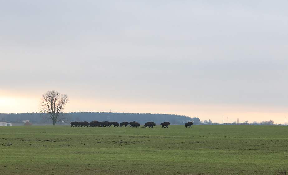 Зубры на прогулке и зимний лес без снега. Февральский фоторепортаж из мира природы