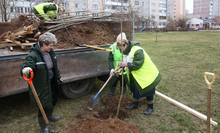 «Гроднозеленстрой» планирует весной высадить в областном центре почти 1600 деревьев и около 2500 кустарников (+видео)