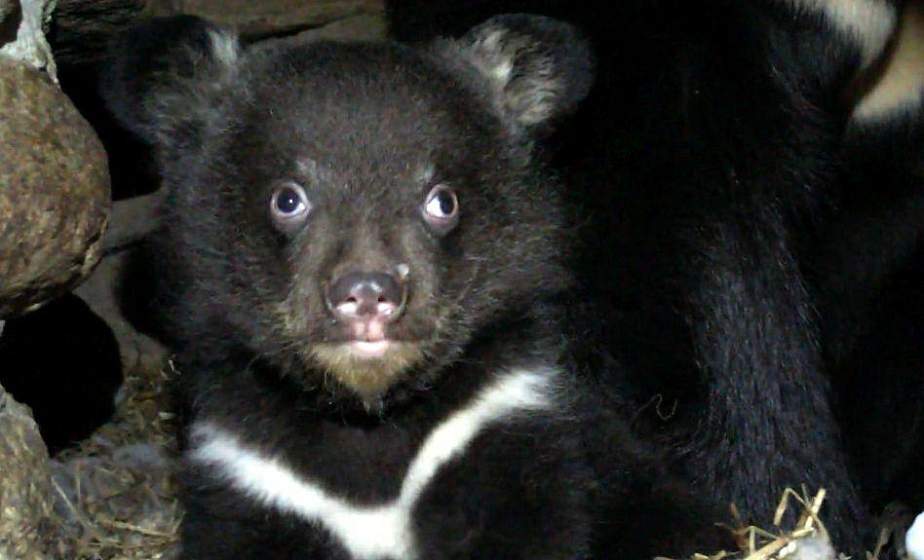 Целуются через клетку и ухаживают за потомством: как медведи из гродненского зоопарка встречают весну