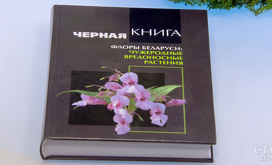 Белая акация и бузина. Учёные составили «Чёрную книгу флоры». Какие растения запрещено высаживать в Беларуси?