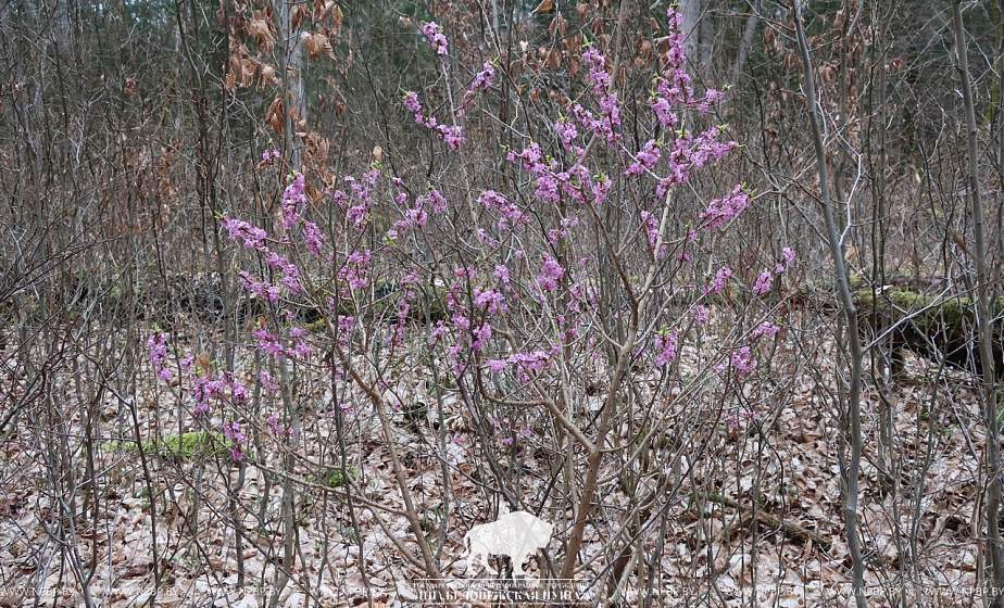 Смертельная красота. Чем так опасно растение волчеягодник? 