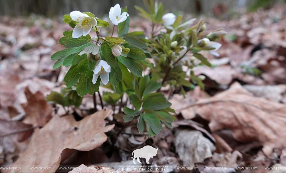 Еще одна аномалия: в Беловежской пуще на месяц раньше зацвели  редкие растения 