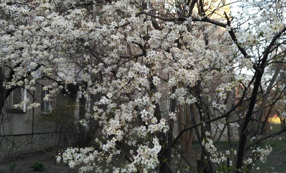  Апреля волшебство: на Благовещение деревья в Гродно зацвели
