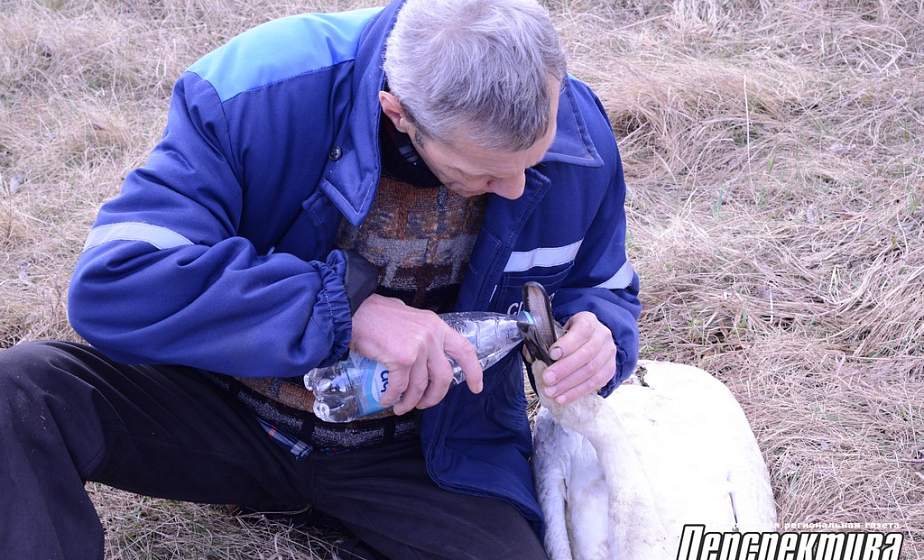 Житель Гродно спас молодого лебедя