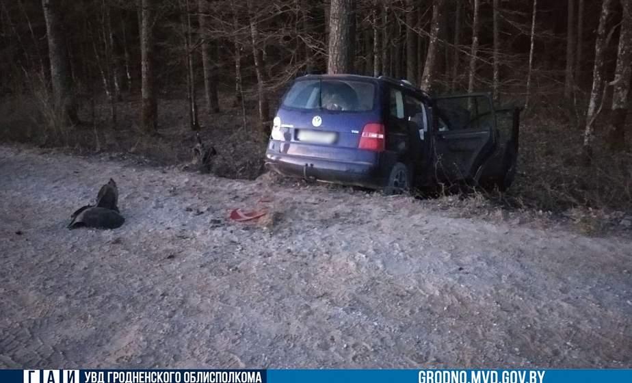 В Свислочском районе "Фольксваген" влетел в дерево. Водитель и пассажир погибли 
