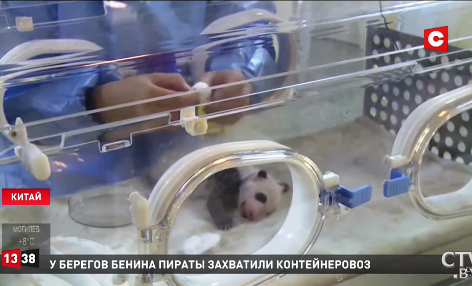 Новорожденных панд в Китае назвали Лапша и Пирожок (+видео)
