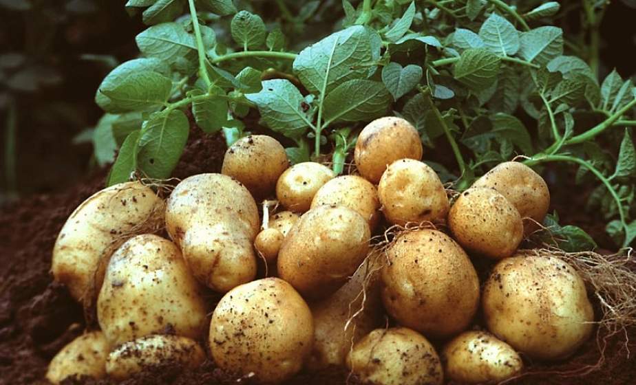 Пять секретов богатого урожая картофеля. Полезные и простые советы 