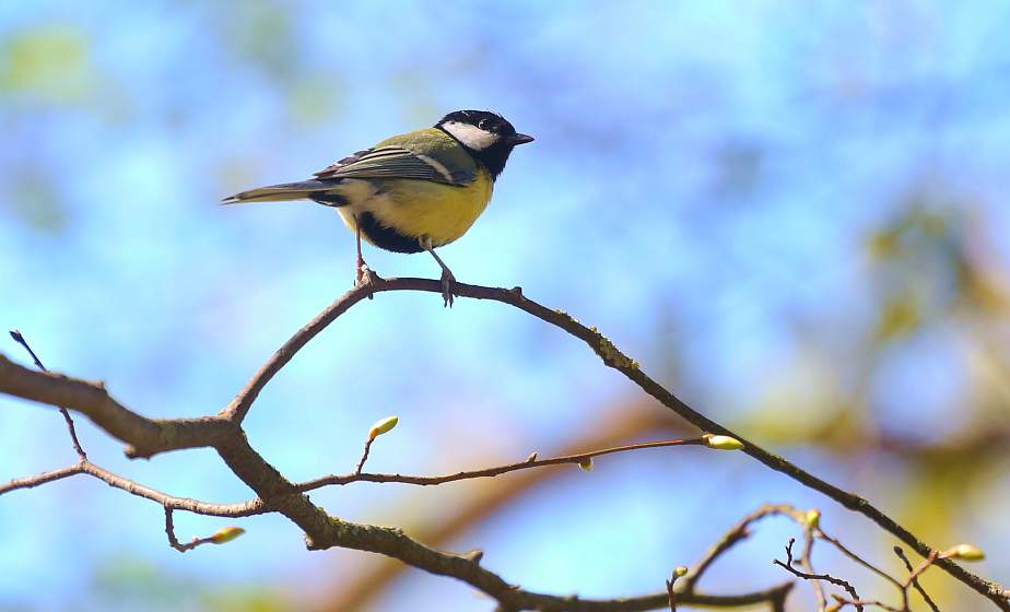 Крылья, клюв и щебет. Весенние птицы крупным планом 