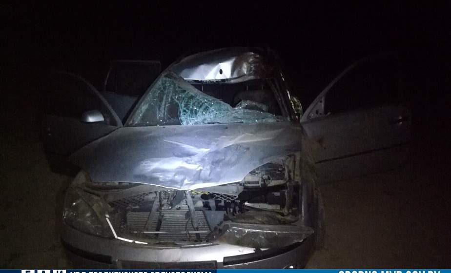На границе Островецкого и Ошмянского районов автомобиль сбил лося