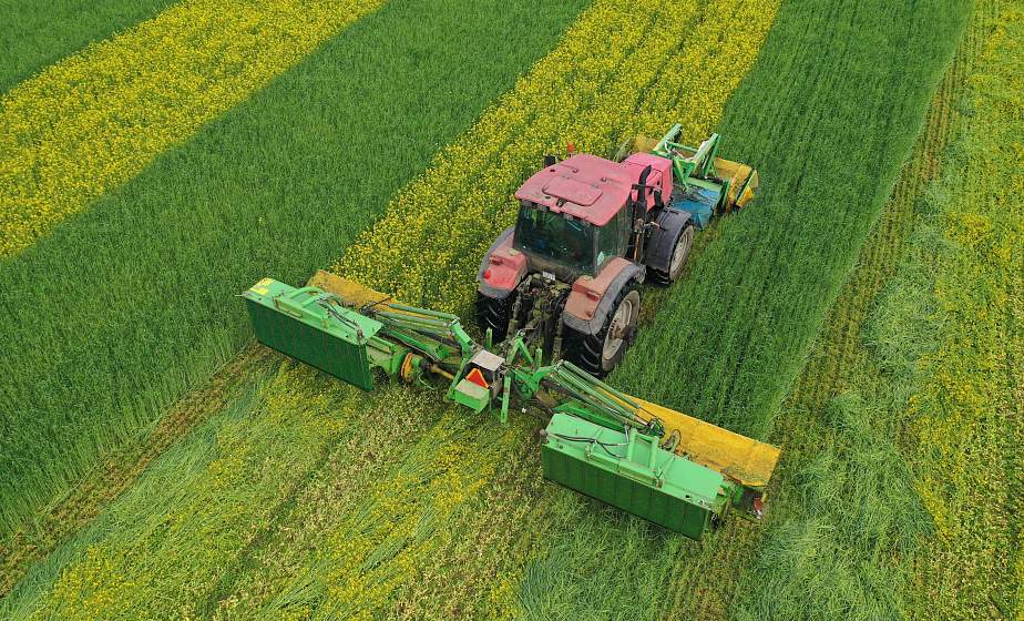 ФОТОФАКТ: В Гродненской области заканчивают укос озимой сурепицы и озимой ржи