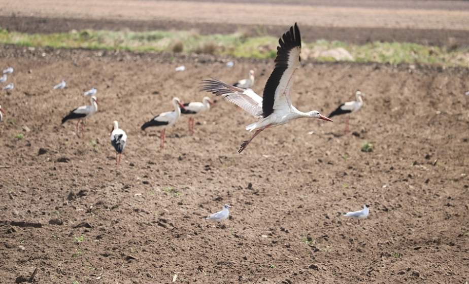 Красота рядом. Вблизи Тарново одно из полей облюбовали десятки аистов