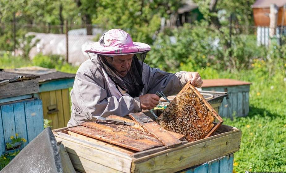 Медом намазано: необычная история 93-летнего пчеловода из Гродно