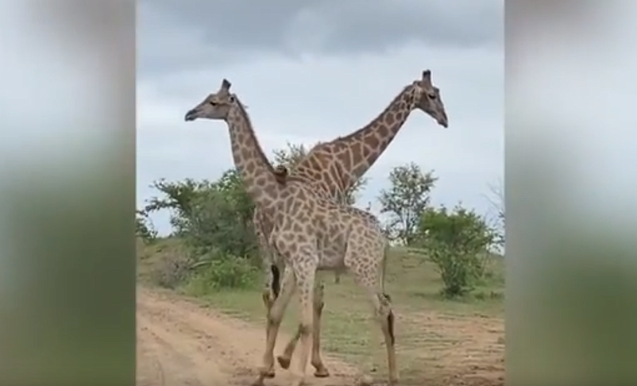 Необычное противостояние двух жирафов попало на видео (+видео)