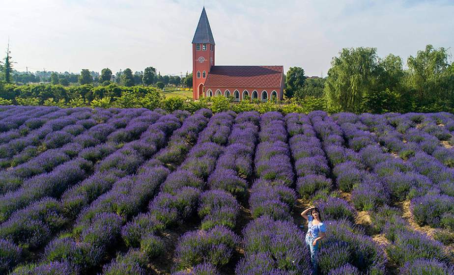 ФОТОФАКТ: На востоке Китая цветут поля лаванды