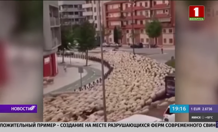 Отара овец заполонила улицы одного из испанских городов (+видео)