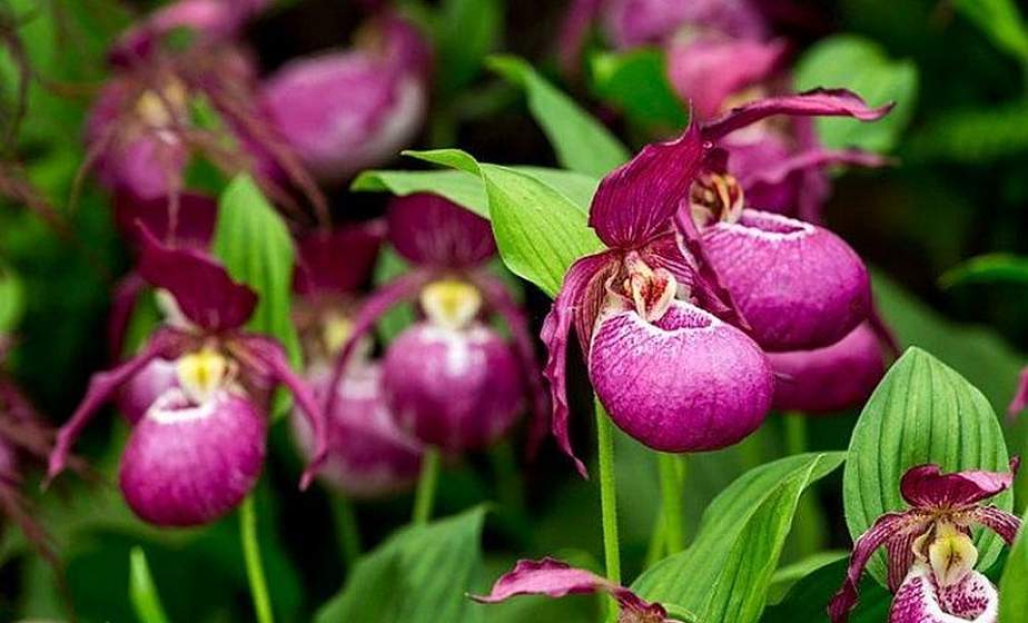 В Гродненском районе цветет уникальное растение - венерин башмачок