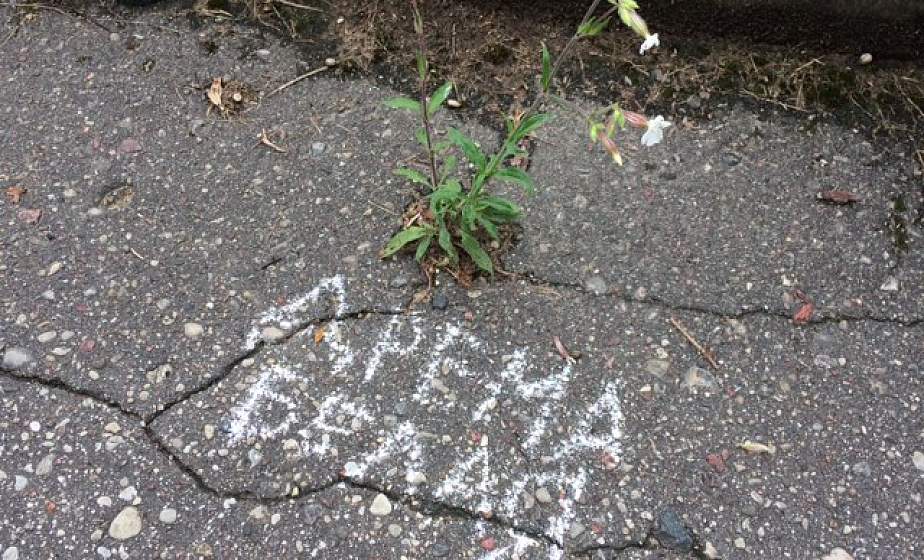 Ботаника на тротуарах. В Гродно студенты подписывают имена растений мелом на улицах