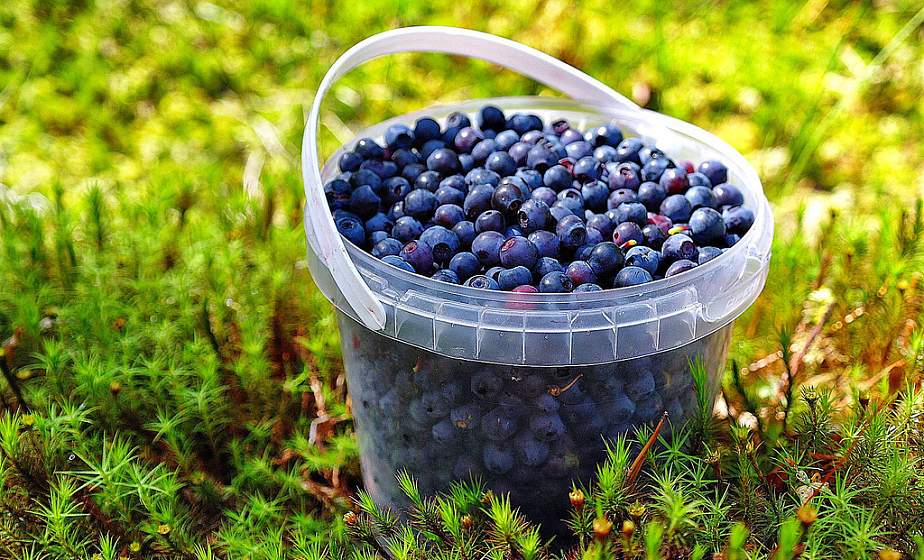 Черника, голубика, клюква. Как правильно собирать ягоды