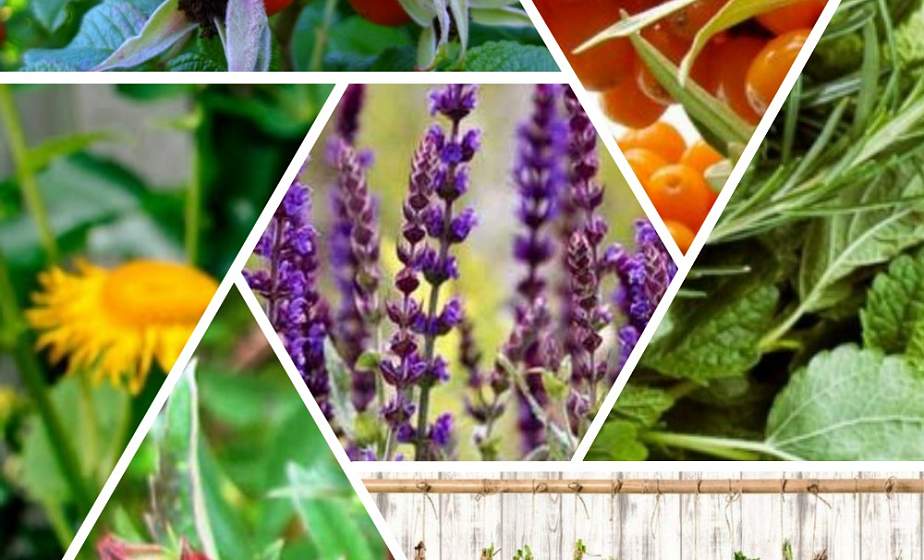 Лесная аптека: какие растения где, когда и как собирать