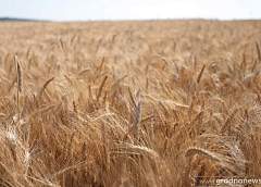 Легкого хлеба не бывает, но именно он – всему голова: в поле, в доме, в государстве