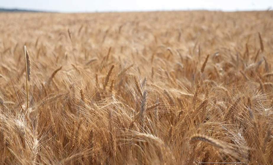 Легкого хлеба не бывает, но именно он – всему голова: в поле, в доме, в государстве