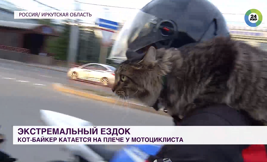 Кот-байкер катается на плече у мотоциклиста
