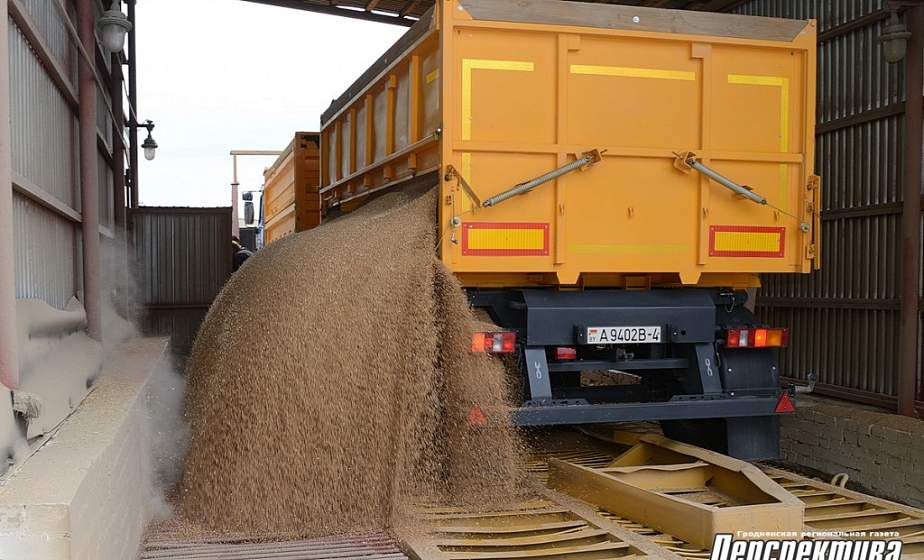Хозяйства Гродненского района на 50% выполнили госзаказ по заготовке зерна нового урожая (+видео)
