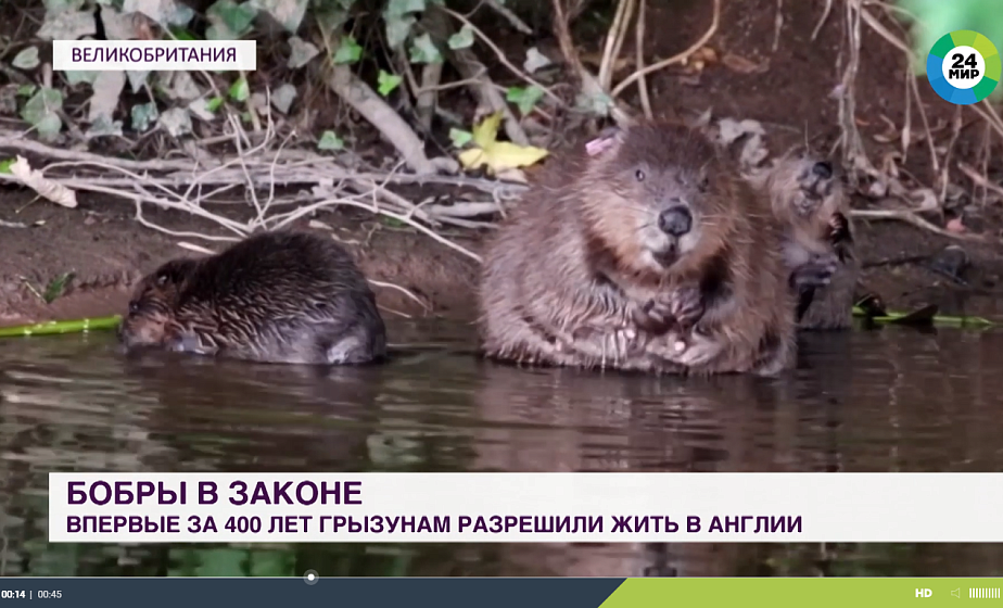 Бобры в законе: впервые за 400 лет грызунам разрешили жить в Англии