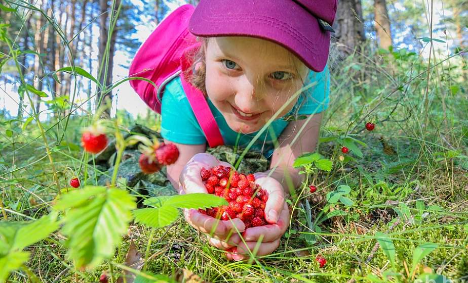 Прогноз на урожай брусники и клюквы в регионах дали ученые