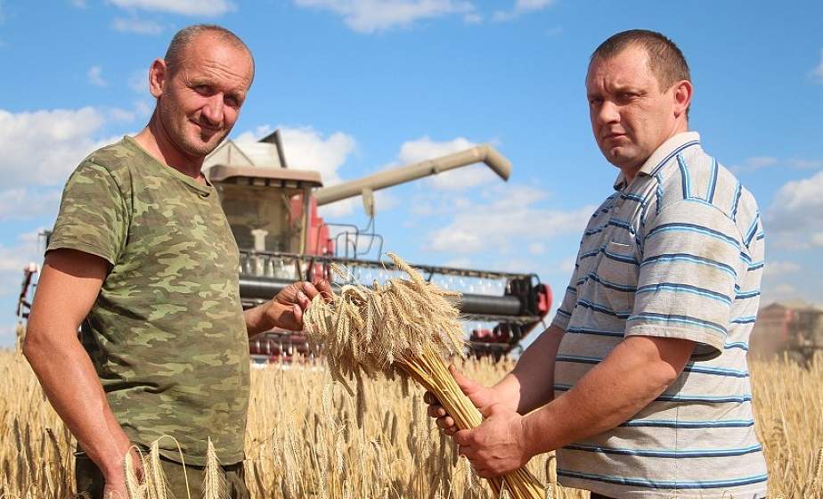 В области намолочено 1,5 миллиона тонн зерна. Репортаж из полей