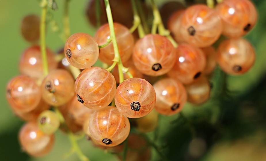 Где и почем принимают ягоды, овощи и фрукты на Гродненщине?