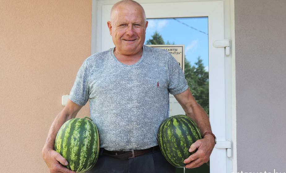 «Паласатыя» гадаванцы Часлава Лабачэўскага. Як вырошчвае кавуны самы вядомы садавод рэспублікі