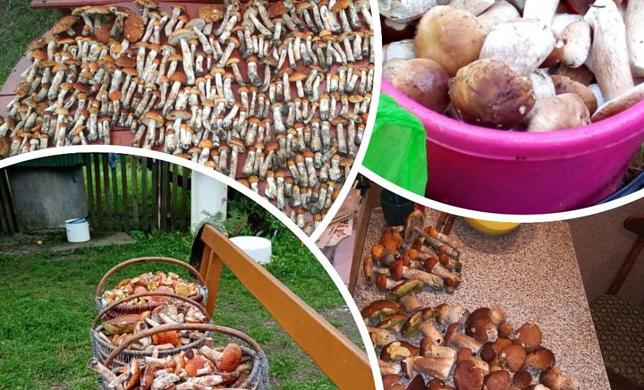 Большие боровики и сотни подосиновиков. Грибной сезон гродненцев в соцсетях 