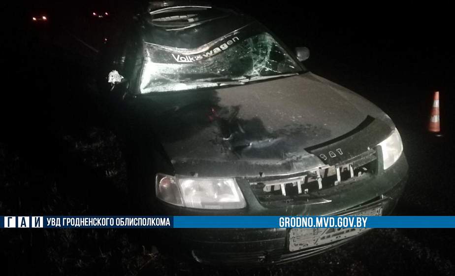 Лось выбежал на проезжую часть в Мостовском районе. В результате аварии пострадал ребенок