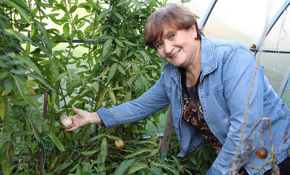 "Такие эксперименты меня очень увлекают". Как берестовичанка выращивает у себя на грядках экзотические растения