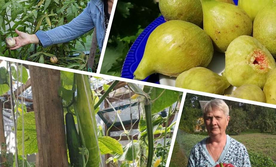 83-сантиметровый огурец, огромный перец и длинная фасоль.  Какие они, необычные овощи с белорусских земель