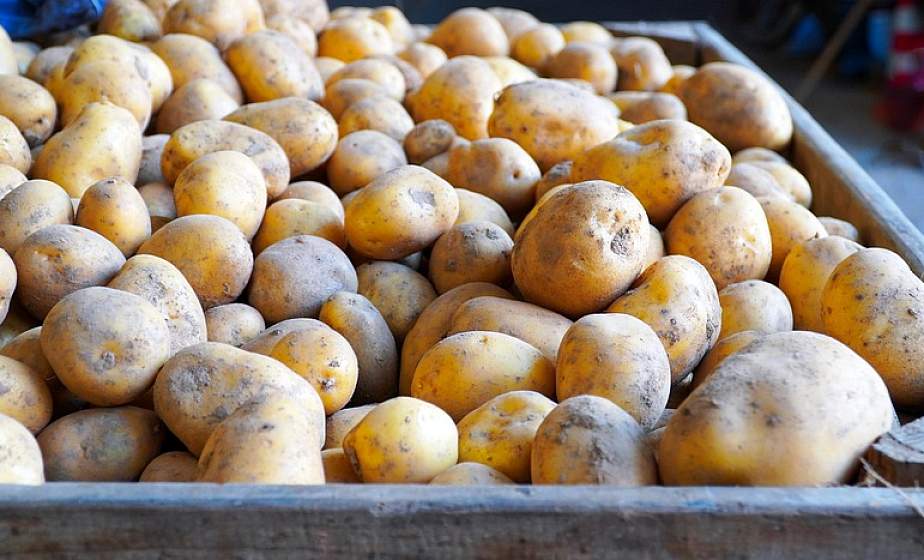 Зрим в клубень. Как выбрать на рынке и в магазине самый вкусный картофель